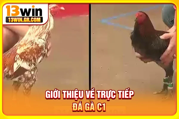 Giới thiệu về trực tiếp đá gà C1